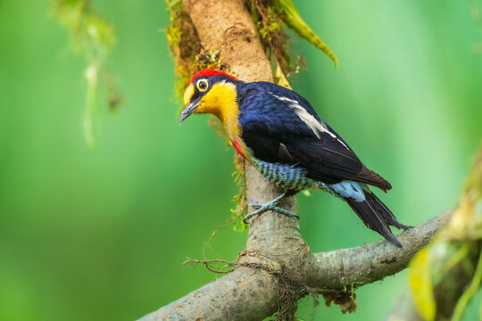 Yellow-fronted Woodpecker (Melanerpes flavifrons) perched on a mossy branch against a smooth green background in the Atlantic Forest, Brazil.