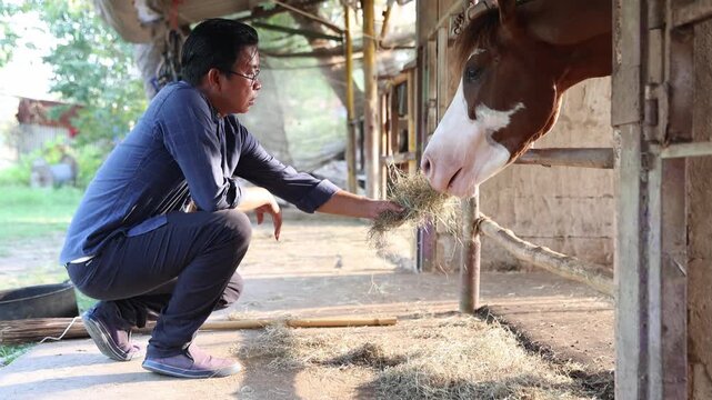 Asian male horse farmer is meticulously feeding dry hay healthy horses inside their stable paying close attention well being reflecting rural life beautiful bond between humans and animals.