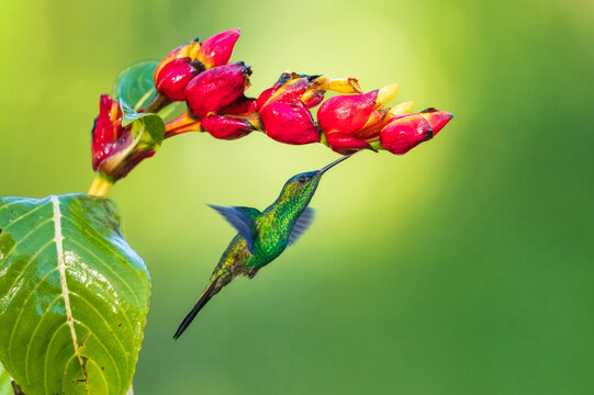 Violet-capped Woodnymph (Thalurania glaucopis) hovering and feeding on a bright red tropical flower in the Atlantic Forest, Brazil.