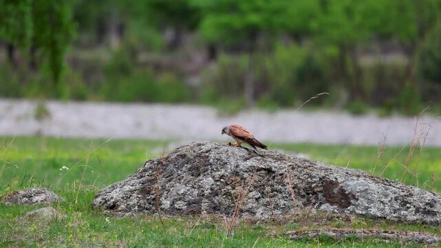 Common Kestrel Falcon Eating Prey on Rock in Field