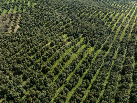 Aerial view of vast avocado orchards planted in neat rows across the rolling hills of Uruapan, Michoacan, Mexico.