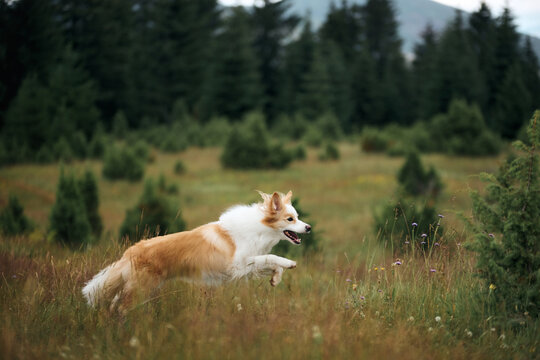A Border Collie runs full speed through a mountain clearing. Its body is extended mid-stride and the background trees add depth.