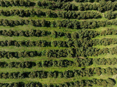 Aerial view of rows of lush green avocado trees in an orchard in Uruapan, Michoacan, Mexico.
