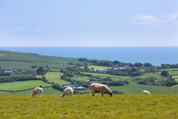 Obraz premium lambs and sheep in one of many meadows in south dorset