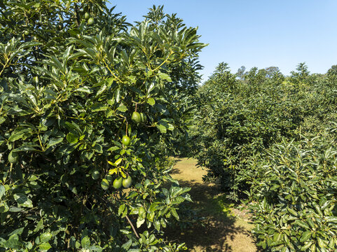 Aerial view of lush avocado orchards with green fruit hanging from branches under a clear blue sky in the agricultural landscape of Uruapan, Michoacan, Mexico.