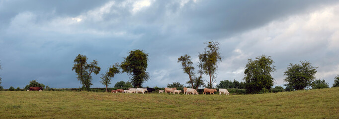 late evening sunlight over fields in the north of france © ahavelaar