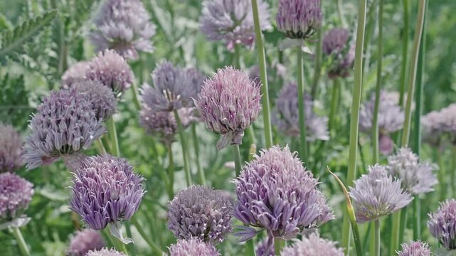 Natural flower plant. Flora nature. Bright blooming flower in nature. Chives flower. Flowering nature closeup. Macro of flowering chives plant. Purple exotic chives flower. Allium schoenoprasum