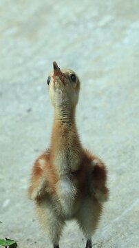 Cutest Ever Sandhill Crane Colt Baby Taking a Drink Slow Zoom Close Up Water Droplet Dribble Dripping