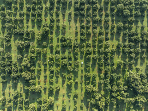 Aerial view of avocado orchards in Uruapan with rows of trees casting long shadows on the green ground Uruapan, Michoacan, Mexico.