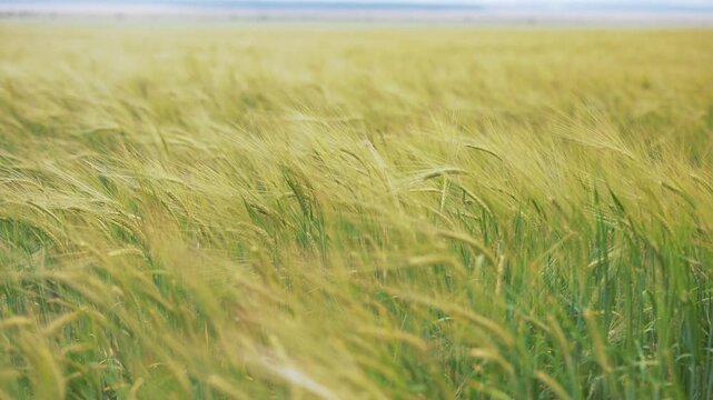 Green wheat field sways gently in wind. Dense grain crop ears ripple across vast farmland. Wheat stalks bend in breeze over agricultural field. Unripe cereal crop covers rural landscape.