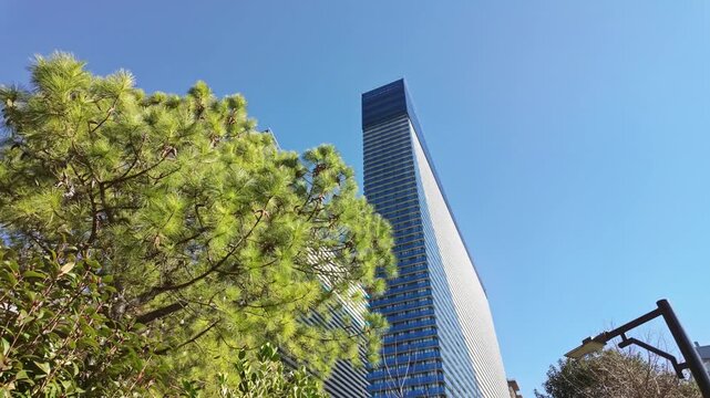 Green pine tree branches frame a tall modern blue glass skyscraper against clear sky.