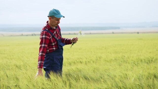 Male farmer stands in large sunny wheat field. Agronomist holds fresh wheat plant. Man carefully checks young crop growth. Worker inspects crop quality. Farmer evaluates agriculture progress.