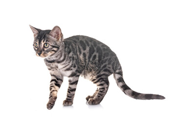 bengal kitten in studio © cynoclub
