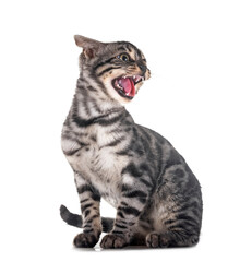 angry bengal kitten in studio © cynoclub