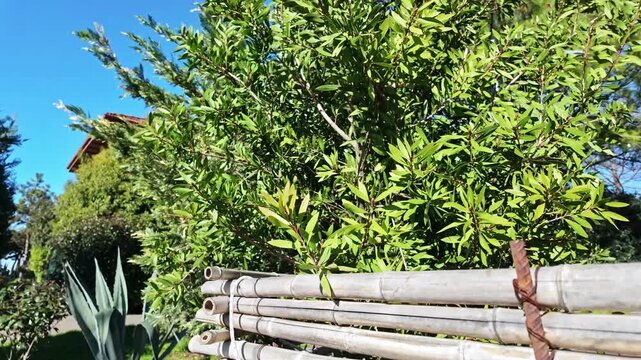 Rustic bamboo fence rails rest on stone wall with green shrubs and agave in garden.