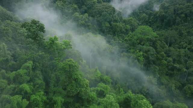 Dense tropical rainforest with misty clouds