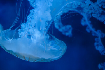 Purple striped Jellyfish. Medusa in the neon light in Aquarium © Nikolay