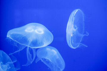 Purple striped Jellyfish. Medusa in the neon light in Aquarium © Nikolay