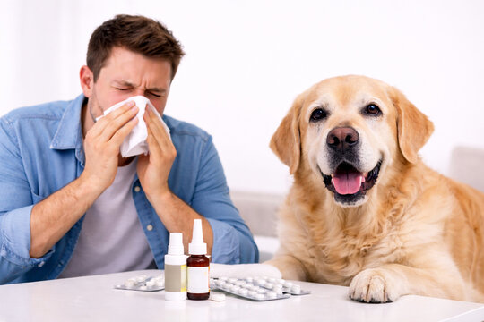 Man suffering from animal allergy blowing nose into tissue near dog. Person experiencing allergic reaction to pet dander. Healthcare, medicine and indoor allergy treatment concept.