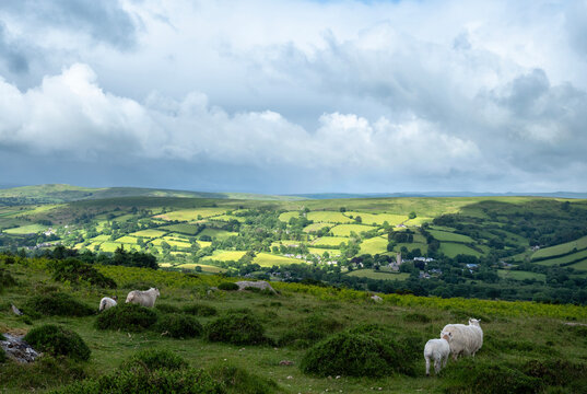 sheep on the moor in dartmoor national park in devon