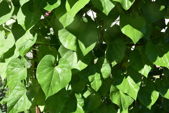 Ipomea volubilis en &eacute;t&eacute; au jardin