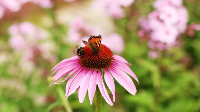 4K Slow motion video of a beautiful tortoiseshell butterfly and a fluffy bumblebee sitting together on a pink echinacea flower. Close up macro shot of insects pollinating coneflower in a garden.