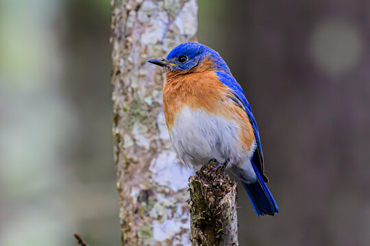 Eastern Bluebird Perched on a Branch