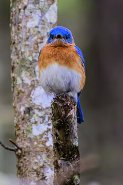 Eastern Bluebird Perched on a Branch