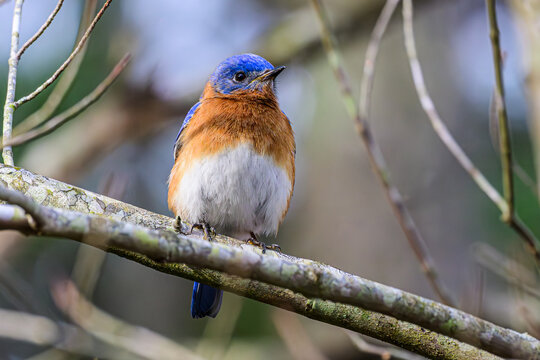 Eastern Bluebird Perched on a Branch