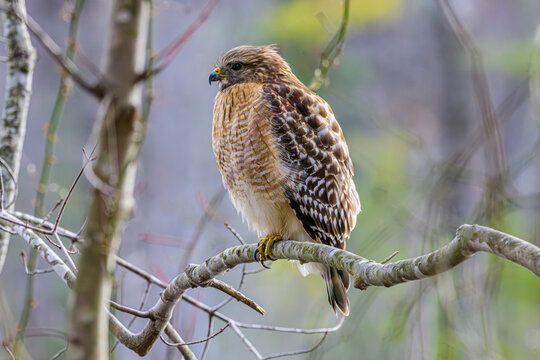 Red Shouldered Hawk on a Limb