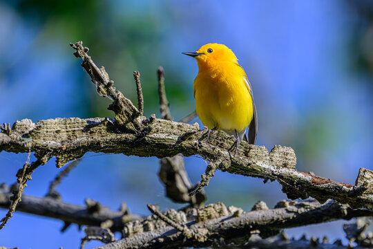 Prothonotary Warbler Perched on a Limb