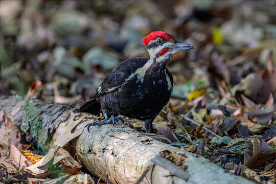 Pileated Woodpecker on a Tree