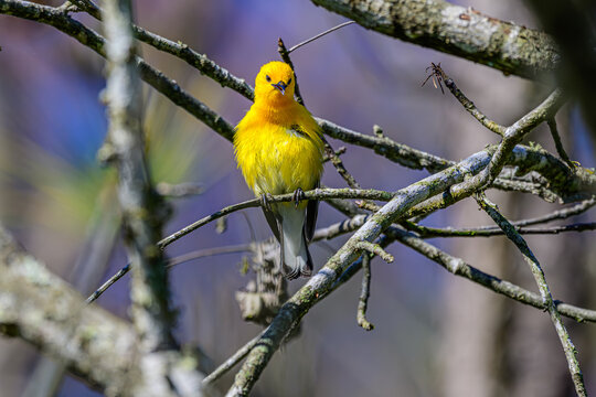 Prothonotary Warbler Perched on a Limb