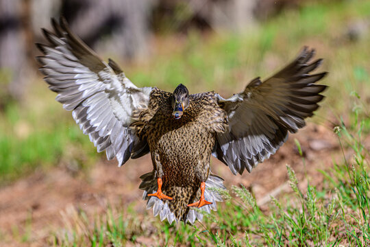 Mallard Duck Coming in for a Landing