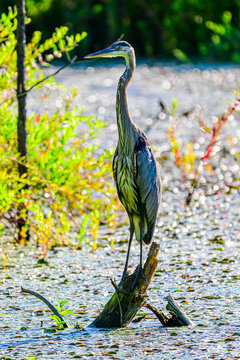Great Blue Heron Perched on a Stump