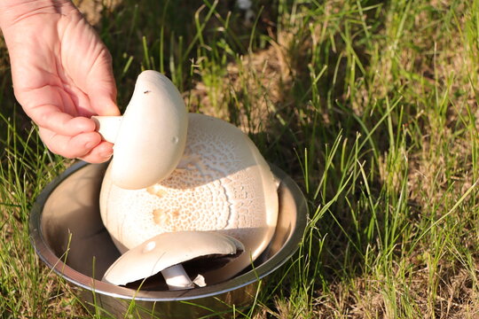 A hand puts a freshly picked white champignon into a metal bowl with other mushrooms in a meadow.