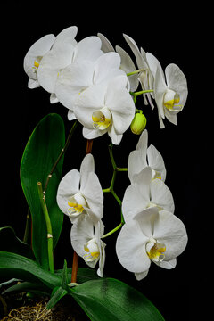 white orchid on black background