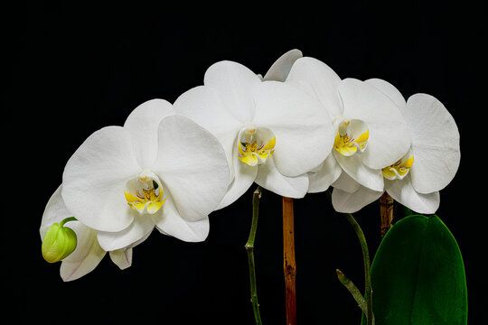 white orchid on black background