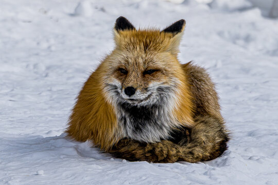 red fox in snow