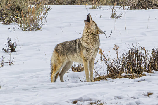 Coyote Howling in the Snow