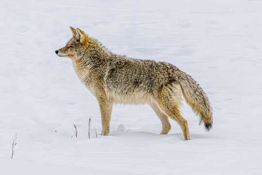 Coyote Standing in the Snow