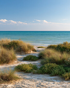 Mediterranean coastal landscape with halophyte plants in pale saline soil by turquoise sea showcasing climate resilient sustainable agriculture