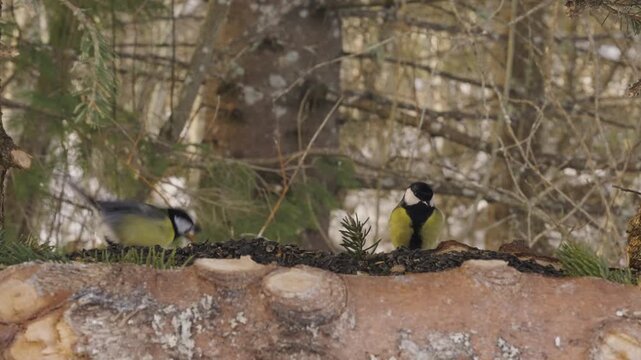 Two great tits land one after another on a log feeder filled with sunflower seeds and fresh spruce branches, each grabbing a seed before flying off. Static shot, slow motion.