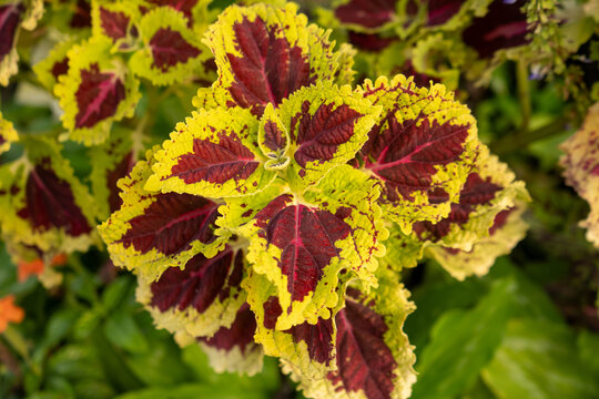 Colorful coleus (Plectranthus scutellarioides) leaves with vibrant red and yellow variegation growing in a tropical garden