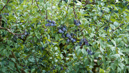 Fototapeta premium (Prunus domestica) Plum tree, popular fruit shrub with spreading and thorny branches bearing a variety of hanging clusters of an edible oval and sweet fruit 'German prune' in dense green foliation 