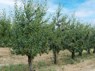 Fototapeta premium (Prunus domestica) Plum trees planted in rows in an orchard with dark green foliage laden with ripe fruit or plums. 
