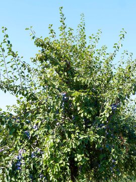 Prunus domestica - Plum tree, an upright fruit tree producing edible, clusters of blue-violet oval and spherical plums or German prunes with yellow sweet flesh and thick green foliage
