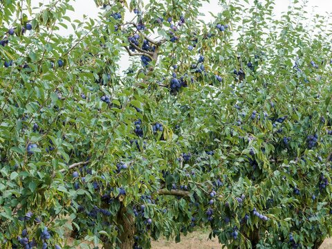 Prunus domestica - Row of Plum trees with brown twigs covered with oval green smooth and toothed leaves teardrop-shaped bearing many smooth purple-blue fruits, hairless and round to oblong shaped

