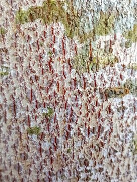Close up texture of agarwood tree bark with prominent red cracks.