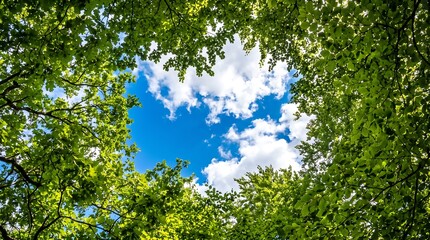 Fototapeta premium Bright Blue Sky Visible Through Lush Green Forest Canopy Trees